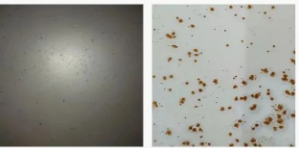 涂料用防閃銹劑有哪些種類?如何科學(xué)使用? 涂料在線,coatingol.com